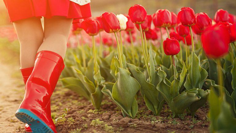 Menu Tulips